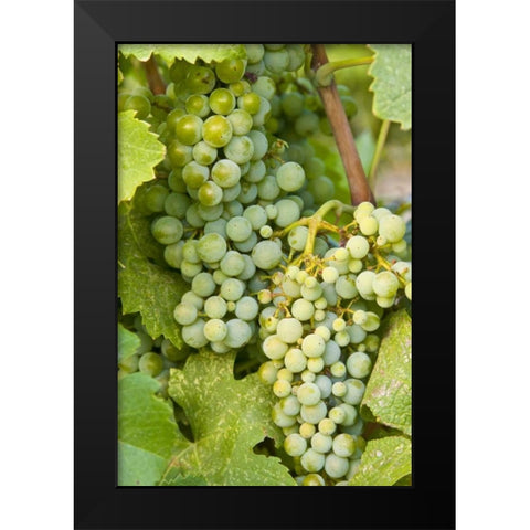 WA, Quincy Detail of Semillon grapes in vineyard Black Modern Wood Framed Art Print by Ross, Nancy ,  Steve