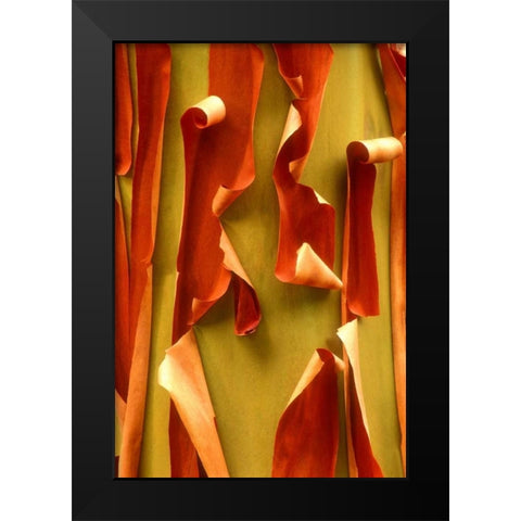 WA, Olympic NP Pacific Madrone tree bark detail Black Modern Wood Framed Art Print by Welling, Dave