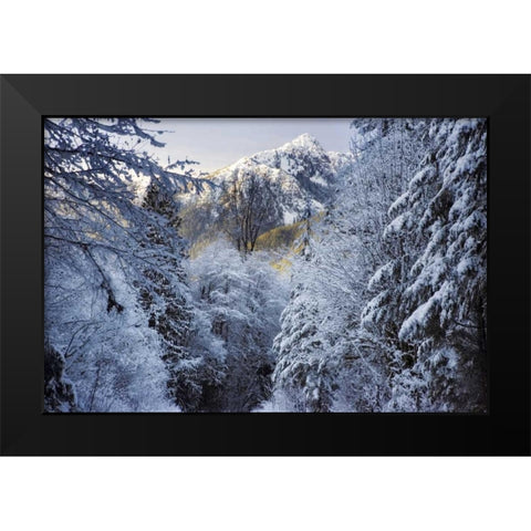 WA, Olympic NP Winter Hamma Hamma River Valley Black Modern Wood Framed Art Print by Paulson, Don