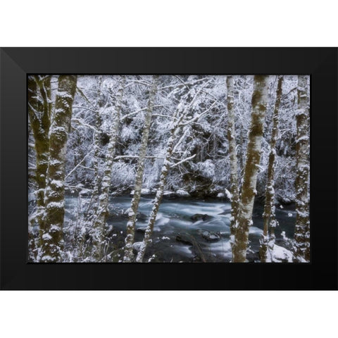 USA, WA, Olympic NP Winter Hamma Hamma River Black Modern Wood Framed Art Print by Paulson, Don