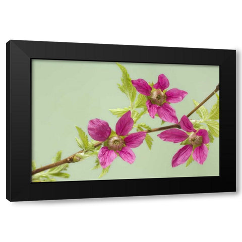 USA,WA, Salmonberry blossoms on branch in spring Black Modern Wood Framed Art Print by Paulson, Don