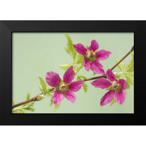USA,WA, Salmonberry blossoms on branch in spring Black Modern Wood Framed Art Print by Paulson, Don