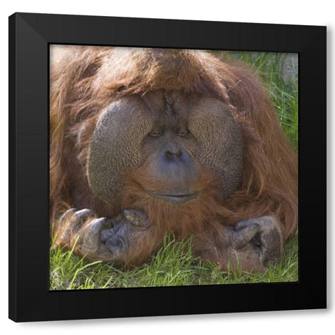 Washington, Seattle Close-up of male orangutan Black Modern Wood Framed Art Print by Paulson, Don