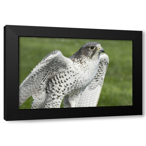 USA,Washington,Seattle Close-up of Gyrfalcon Black Modern Wood Framed Art Print by Paulson, Don
