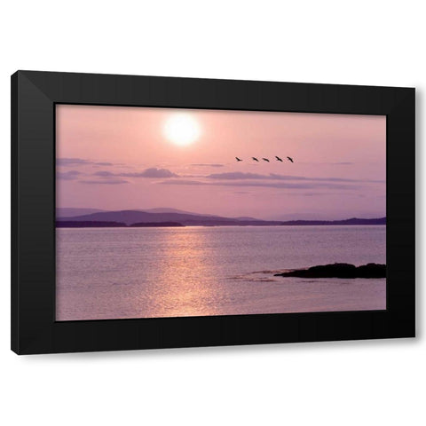 WA, San Juan Isl Birds flying at sunset Black Modern Wood Framed Art Print by Paulson, Don