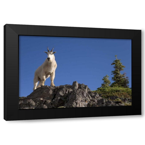 Olympic NP, Klahhane Ridge Male mountain goat Black Modern Wood Framed Art Print by Paulson, Don