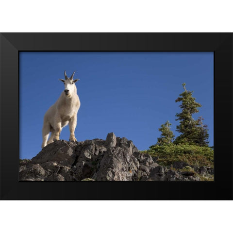 Olympic NP, Klahhane Ridge Male mountain goat Black Modern Wood Framed Art Print by Paulson, Don