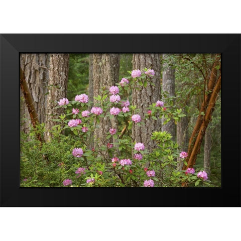 WA, Seabeck Rhododendron flowers grow in forest Black Modern Wood Framed Art Print by Paulson, Don