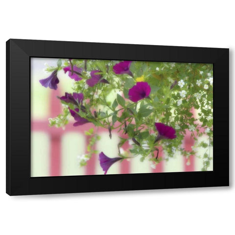 WA, Flowers hang from basket by a picket fence Black Modern Wood Framed Art Print by Paulson, Don