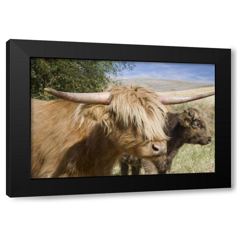 WA, Palouse Scottish highland cattle and calf Black Modern Wood Framed Art Print with Double Matting by Paulson, Don