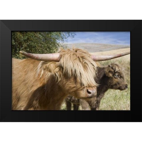 WA, Palouse Scottish highland cattle and calf Black Modern Wood Framed Art Print by Paulson, Don
