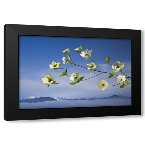 WA, Hood Canal Pacific dogwood blossoms Black Modern Wood Framed Art Print by Paulson, Don