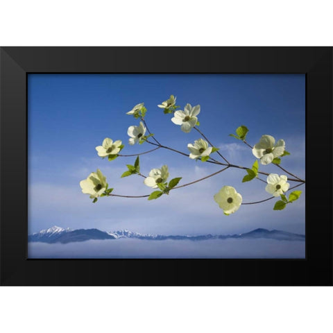 WA, Hood Canal Pacific dogwood blossoms Black Modern Wood Framed Art Print by Paulson, Don