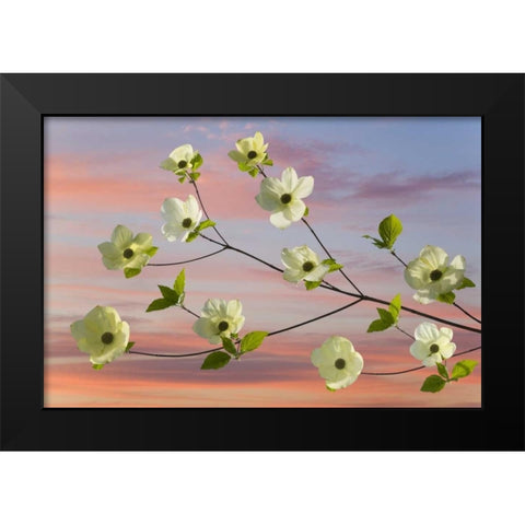 WA, Hood Canal Pacific dogwood blossoms Black Modern Wood Framed Art Print by Paulson, Don