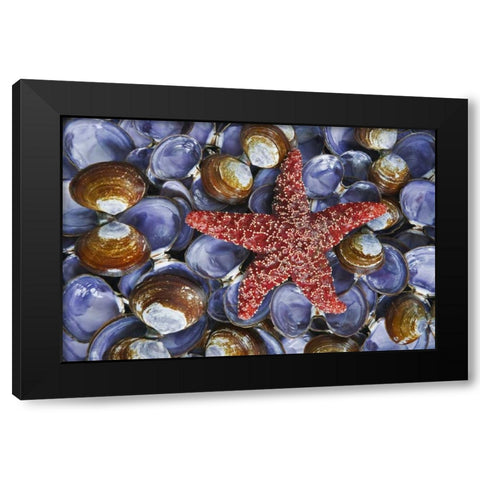 WA, Hood Canal, Seabeck Starfish and clam shells Black Modern Wood Framed Art Print by Paulson, Don