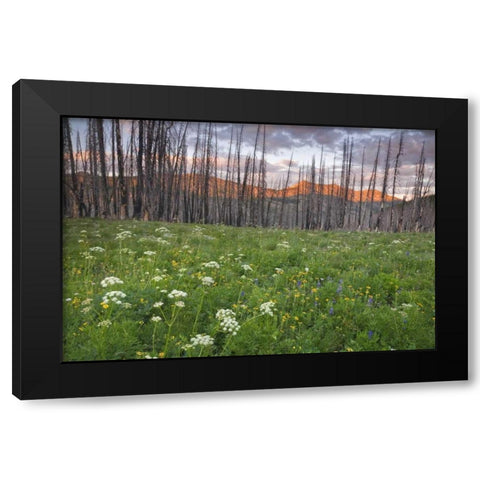 Washington, Mount Baker after a wildfire Black Modern Wood Framed Art Print by Paulson, Don