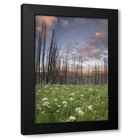 Washington, Mount Baker after a wildfire Black Modern Wood Framed Art Print with Double Matting by Paulson, Don