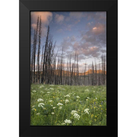 Washington, Mount Baker after a wildfire Black Modern Wood Framed Art Print by Paulson, Don