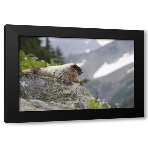 WA, Cascade Pass Marmot sitting on rock  Black Modern Wood Framed Art Print by Paulson, Don