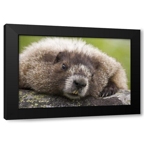 Washington, North Cascades, Cascade Pass Marmot Black Modern Wood Framed Art Print by Paulson, Don