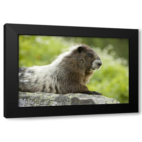 WA, North Cascades NP, Marmot sitting on rock Black Modern Wood Framed Art Print by Paulson, Don