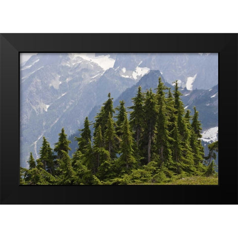 WA, North Cascades NP Mountain hemlock trees Black Modern Wood Framed Art Print by Paulson, Don