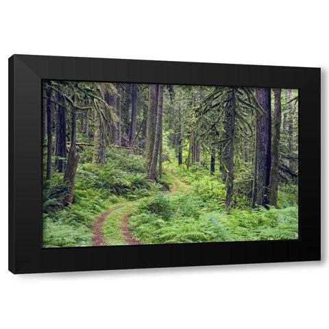 WA, Rockport SP, Rockport Road through trees, Black Modern Wood Framed Art Print by Paulson, Don