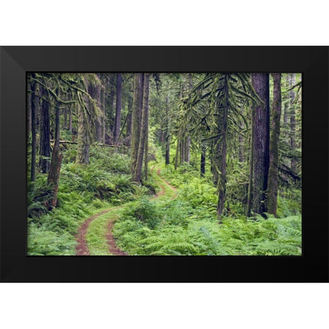 WA, Rockport SP, Rockport Road through trees, Black Modern Wood Framed Art Print by Paulson, Don