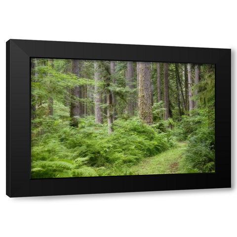 WA, Rockport SP, Rockport Road through trees, Black Modern Wood Framed Art Print by Paulson, Don