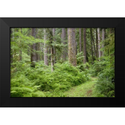 WA, Rockport SP, Rockport Road through trees, Black Modern Wood Framed Art Print by Paulson, Don