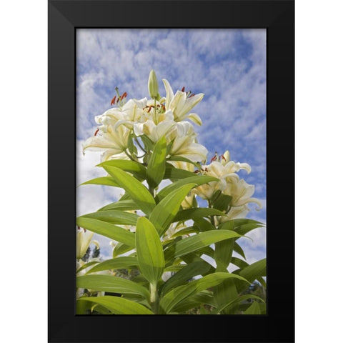 WA, Garden lily plant and flowers against sky Black Modern Wood Framed Art Print by Paulson, Don