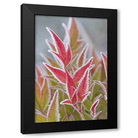 Washington, Seabeck Frost on fall foliage Black Modern Wood Framed Art Print by Paulson, Don