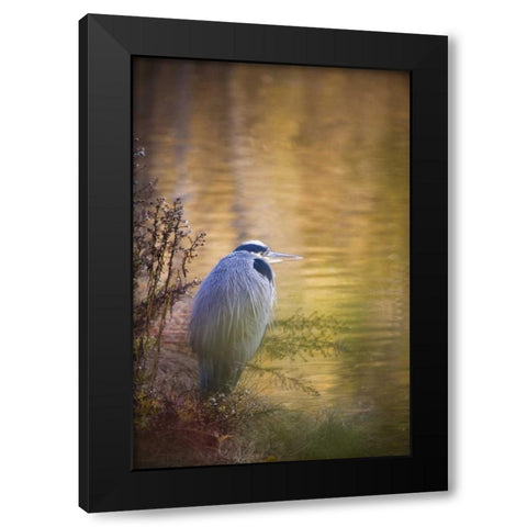 WA, Seabeck Great blue heron at edge of pond Black Modern Wood Framed Art Print by Paulson, Don