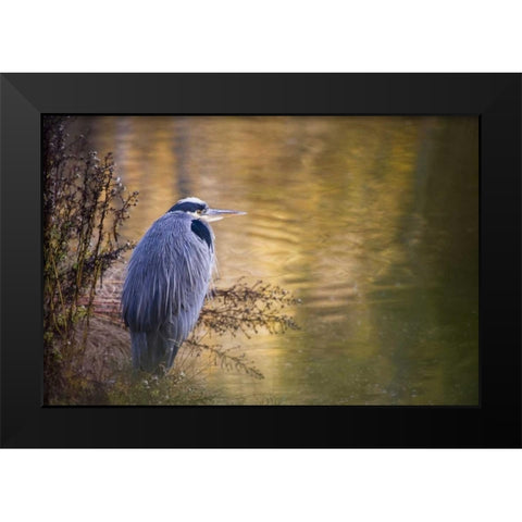 WA, Seabeck Great blue heron at edge of pond Black Modern Wood Framed Art Print by Paulson, Don