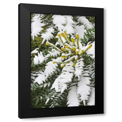 WA, snowy Oregon grape shrub with yellow flowers Black Modern Wood Framed Art Print by Paulson, Don