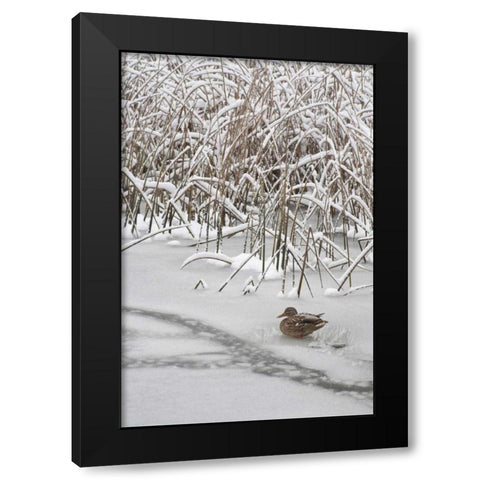 WA, Seabeck Lone mallard duck sits on icy pond Black Modern Wood Framed Art Print by Paulson, Don