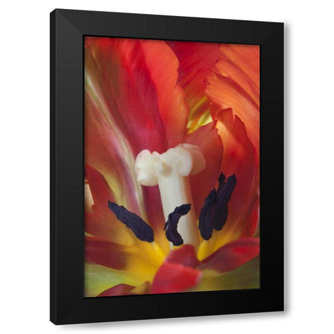 USA, Washington, Seabeck Detail of parrot tulip Black Modern Wood Framed Art Print by Paulson, Don