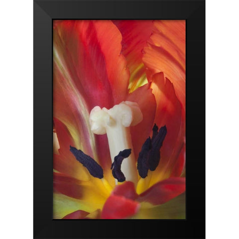 USA, Washington, Seabeck Detail of parrot tulip Black Modern Wood Framed Art Print by Paulson, Don