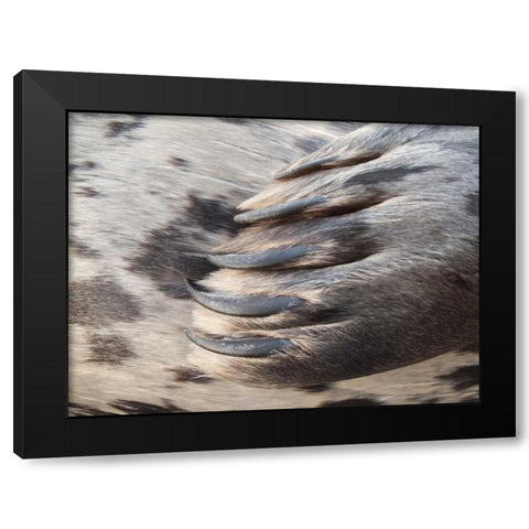 Washington, Seabeck Harbor seal flipper Black Modern Wood Framed Art Print with Double Matting by Paulson, Don