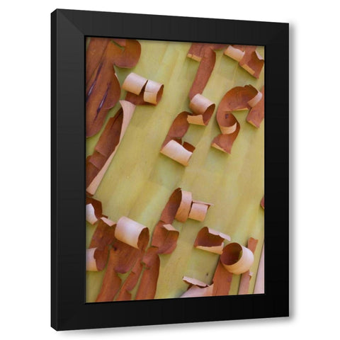 WA, Port Townsend Pacific madrone bark detail Black Modern Wood Framed Art Print with Double Matting by Delisle, Gilles