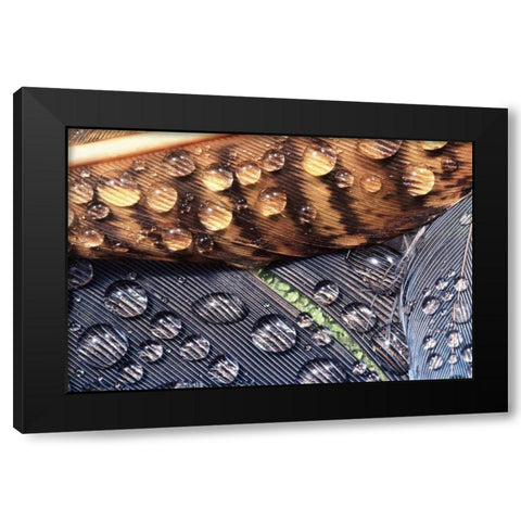 WA, Bellingham Close up of feather with dew Black Modern Wood Framed Art Print by Satushek, Steve