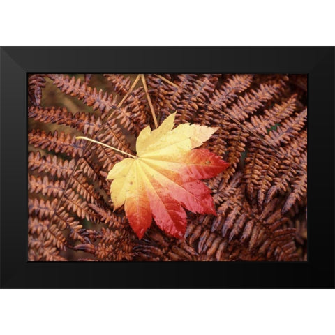 Washington State, Skagit County, Fall Foliage Black Modern Wood Framed Art Print by Satushek, Steve