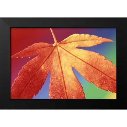 USA, Washington, Bellingham Black Modern Wood Framed Art Print by Satushek, Steve