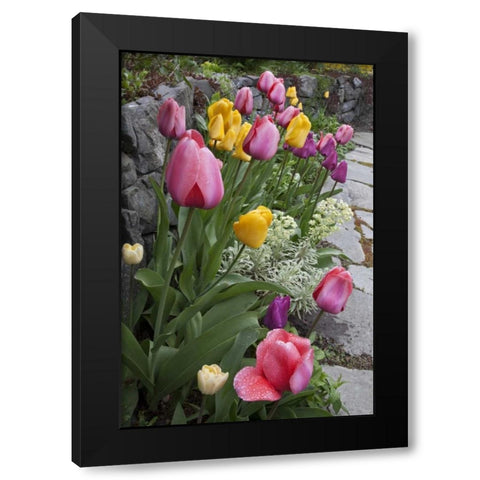 USA, Washington, Seabeck Tulips line garden wall Black Modern Wood Framed Art Print by Paulson, Don