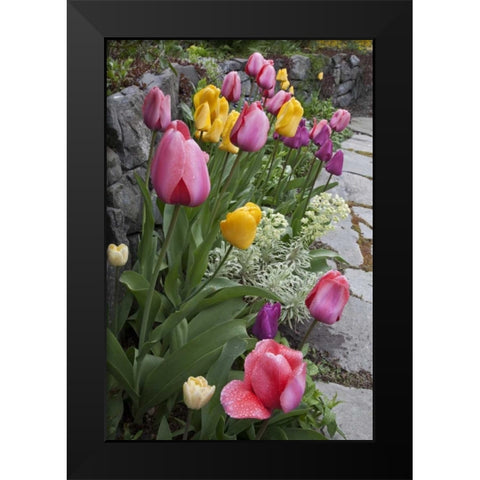 USA, Washington, Seabeck Tulips line garden wall Black Modern Wood Framed Art Print by Paulson, Don