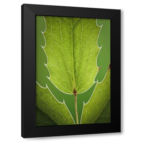 Washington, Seabeck Oregon grape plant Black Modern Wood Framed Art Print with Double Matting by Paulson, Don