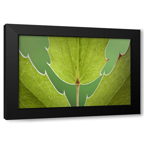 Washington, Seabeck Oregon grape plant Black Modern Wood Framed Art Print with Double Matting by Paulson, Don