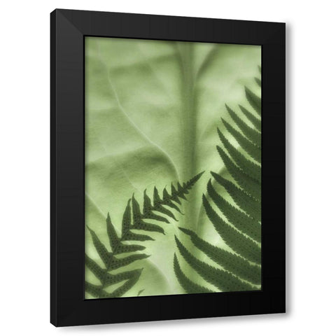 WA, Seabeck Frens on backlit skunk cabbage leaf Black Modern Wood Framed Art Print with Double Matting by Paulson, Don