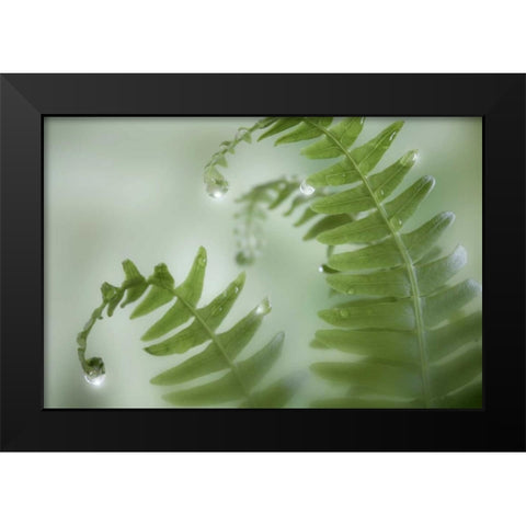 Washington, Seabeck Close-up of dewy deer ferns Black Modern Wood Framed Art Print by Paulson, Don