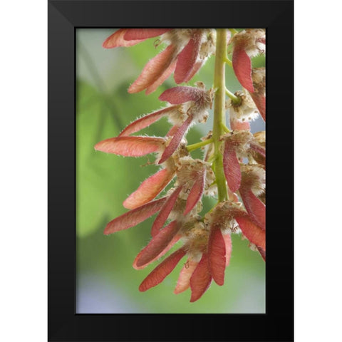 Washington, Seabeck Close-up of maple tree seeds Black Modern Wood Framed Art Print by Paulson, Don